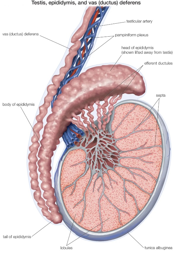 <p>What is the function of the <strong>epididymis?</strong></p>