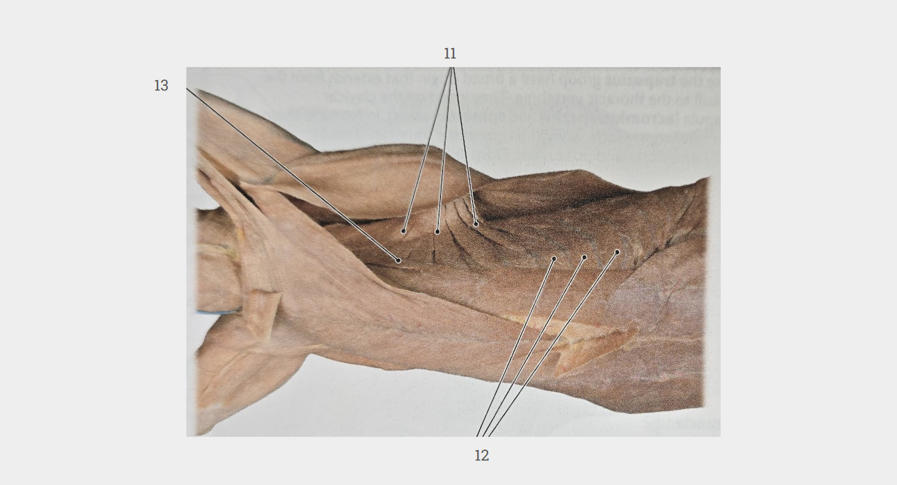 <p>What is labeled 13?</p>