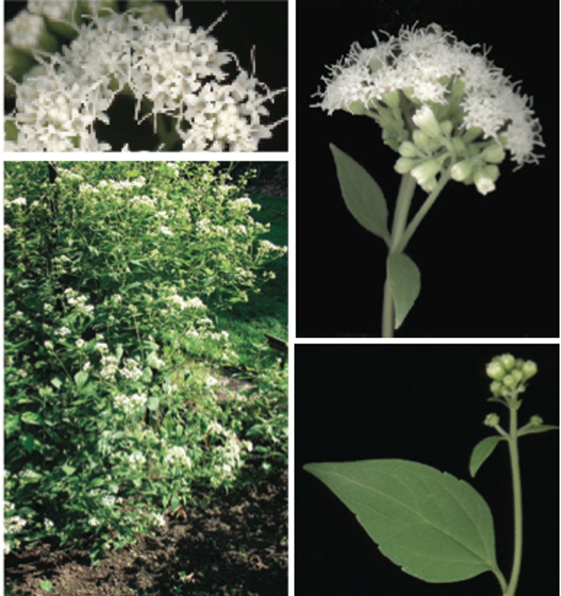 <p>White snakeroot</p>