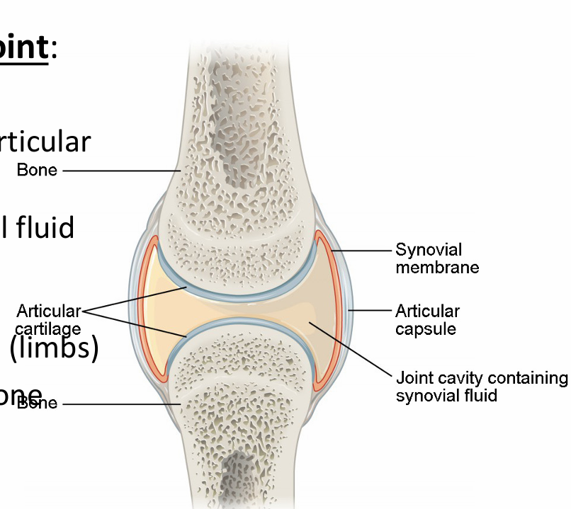 <ul><li><p>“True joint”</p></li><li><p>Encasulated by articular capsule</p></li><li><p>Filled with synovial fluid</p><ul><li><p>Made by synovial membrane</p></li></ul></li><li><p>High motion joints (limbs)</p></li><li><p>Cartilage covers bone ends</p></li></ul><p></p>