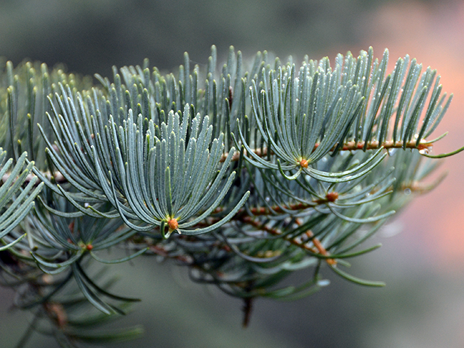<p>pay attention to how the needles grow on the stem</p>