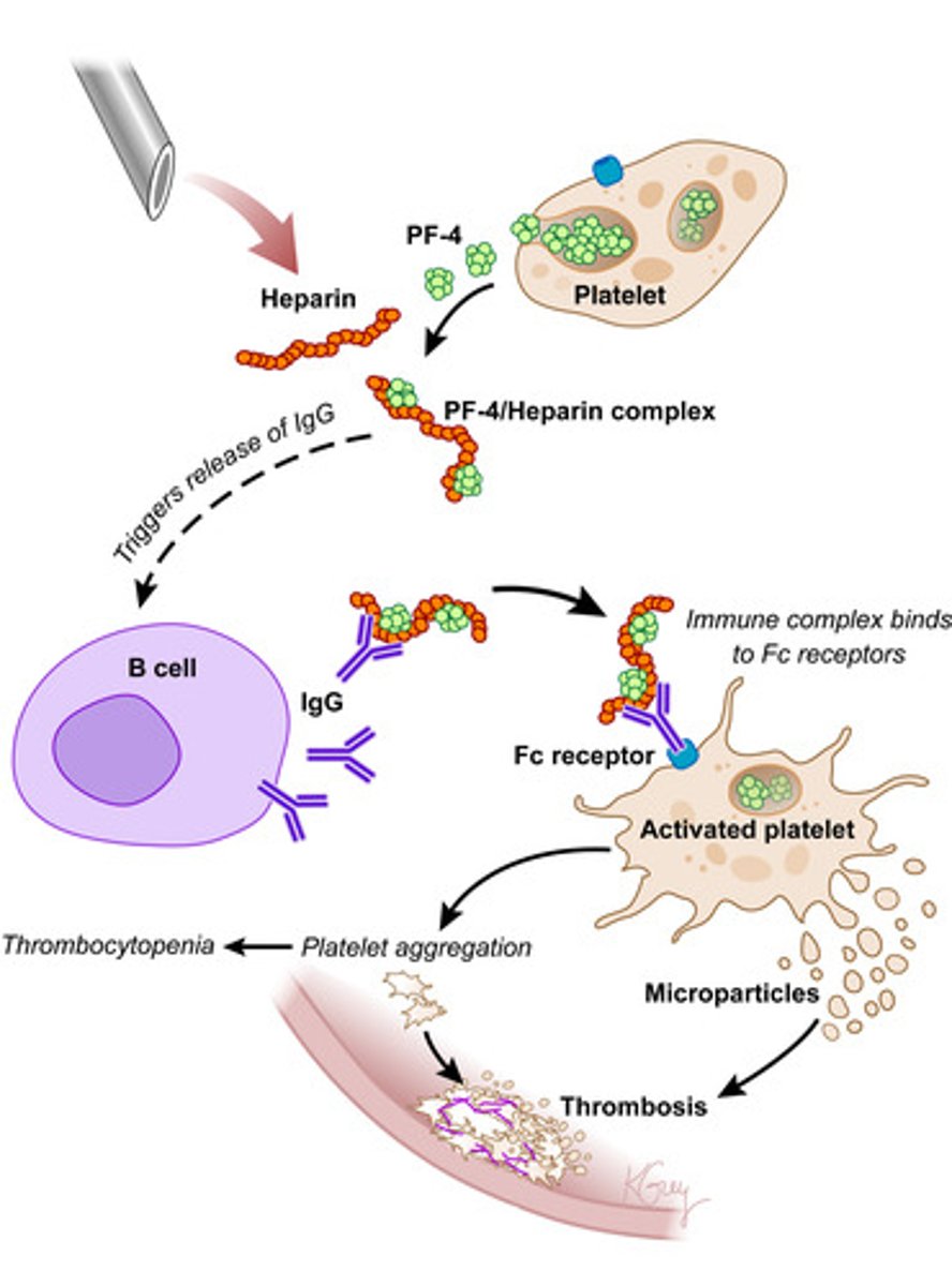 <p>Immune-mediated reaction to heparin</p><p>- Antibodies form against heparin-platelet factor 4 (PF4) complex</p><p>- Antibodies bind to Fc receptor on platelet, inducing activation and aggregation</p><p>- Results in decreased platelet count (i.e., thrombocytopenia) and hypercoagulable state (i.e., thrombosis)</p>