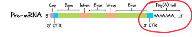 <p>the addition of 100-250 adenosine nucleotides at the 3’ end of pre-mRNA </p>