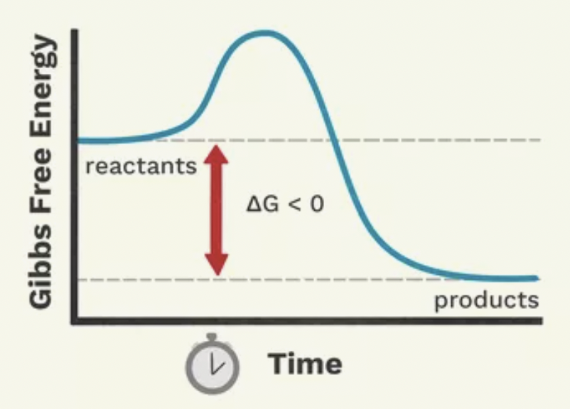 <p>Is this an example of an endergonic or exergonic reaction?</p>