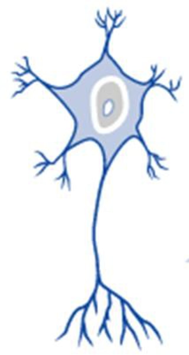 <p>a nerve cell that has many dendrites and a single axon</p>