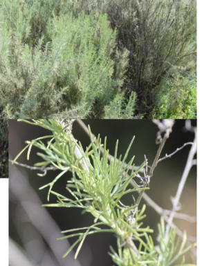 <ul><li><p>Riparian Zone</p></li><li><p>keystone species in costal sage scrub community</p></li><li><p>smells like sage</p></li></ul><p></p>