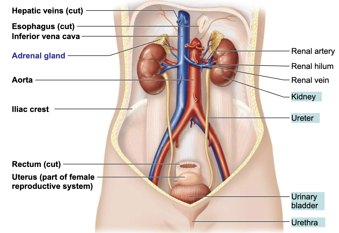 <p>Transport urine from kidneys to urinary bladder</p>