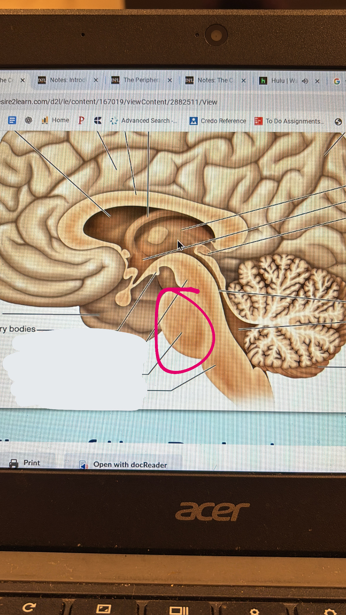 <p>meaty middle part of the brain stem</p>