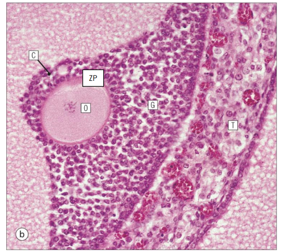<p>Mature Follicle Diagram</p>