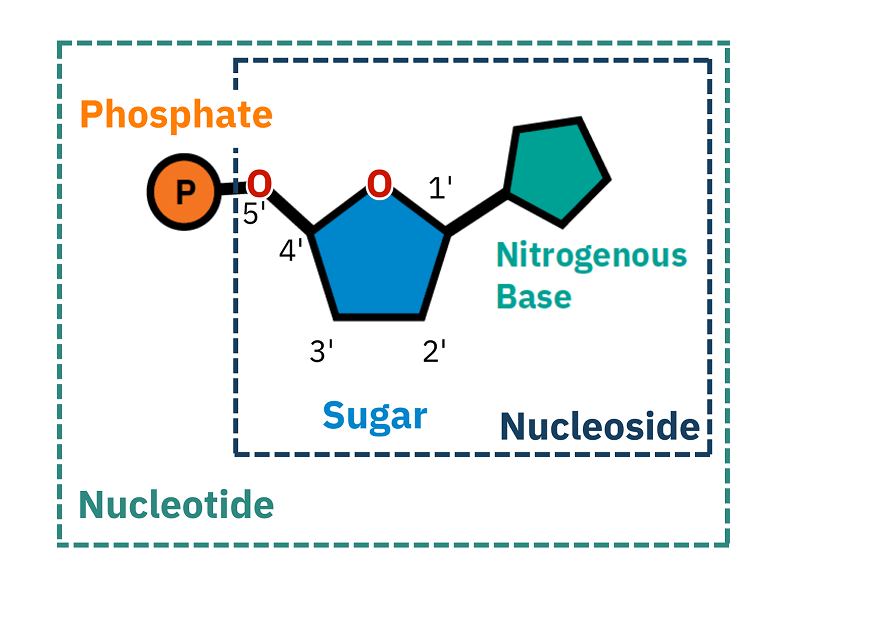 <p><span>No, nucleotides encompass bases; Nucleotides are the whole shabang; they include a phosphate group, a 5-carbon sugar (either deoxyribose or ribose), and a nitrogenous base.</span><br><br><span>"Bases" are just the nitrogenous bases in nucleotides, which are divided up into two types: Purines &amp; Pyrimidines. Purines include Adenine and Guanine, and Pyrimidines include, Cytosine, Thymine, and Uracil.</span></p>