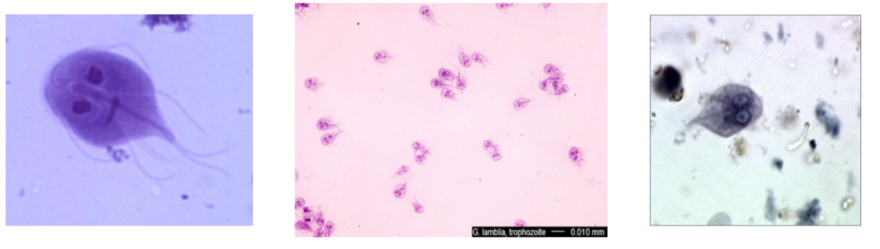 <p><span><span>What is the name of this organism?</span></span></p>