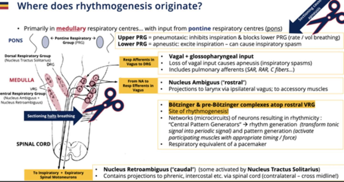 <p>PART OF THE DRG</p><p>has a series of different inputs that are coming from the rest of the body, primarily carried through the vagus nerve that can give input on things like breathing, depth and control.</p><p>- includes a number of pulmonary afferent fibers</p>