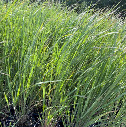 <p>What is the growth form of this plant?</p>