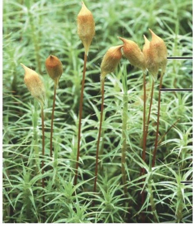 <p>What phylum is indicated in the photo?</p>
