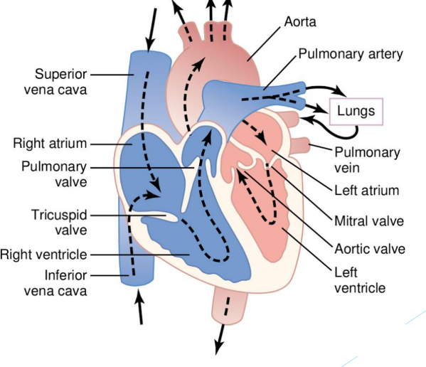<p>• Enclosed by pericardium</p><p>• Walls made up of three muscle layers- epicardium, myocardium and endocardium</p><p>• 4 chambers- atria and ventricles</p><p>•  Atrioventricular and semilunar valves</p><p>•  Blood vessels- aorta, vena cava, pulmonary artery, pulmonary vein</p>
