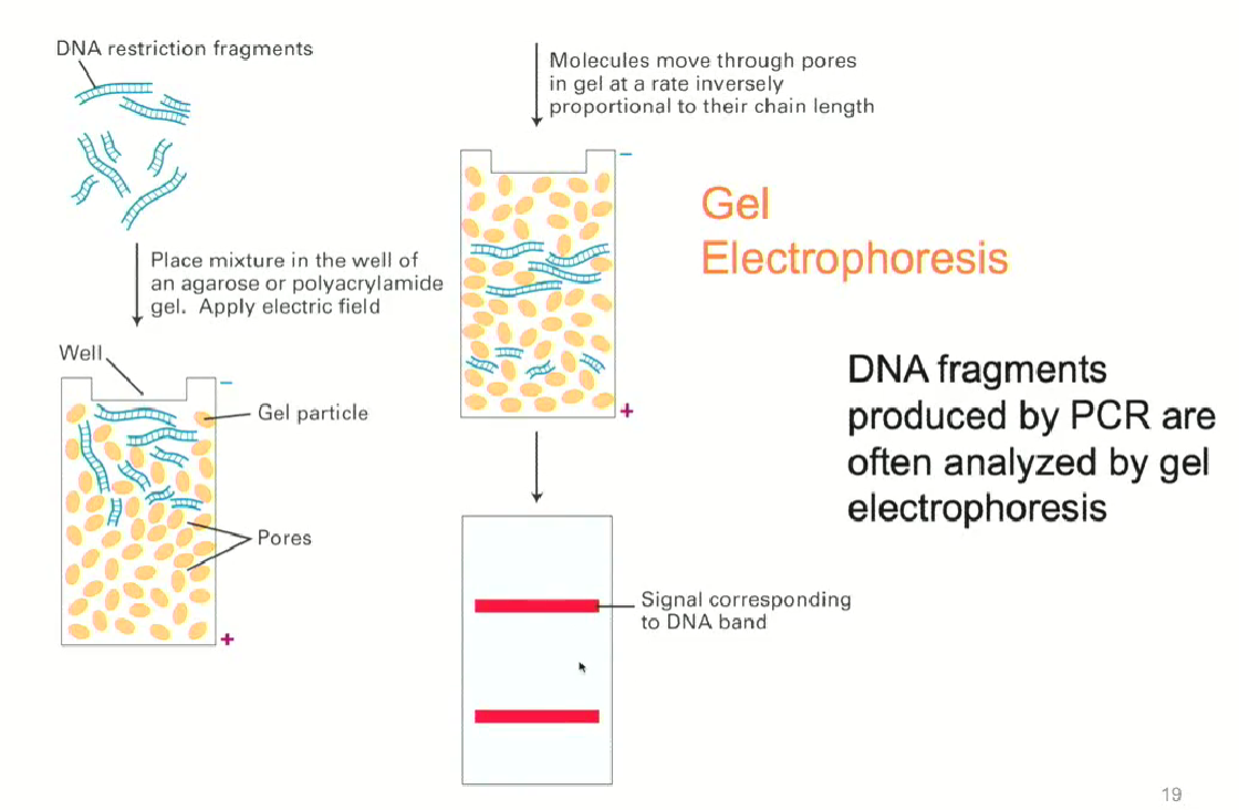 <ul><li><p>DNA molecules are loaded in a polymer called agarose gel</p></li><li><p>An electric field is applied</p></li><li><p>DNA molecules will have similar charges, so they will be separated by length</p></li><li><p>DNA molecules are stained and bands of DNA are seen</p></li></ul><p></p>