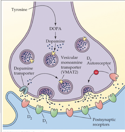 <p>5-HT1A receptor subtype </p>