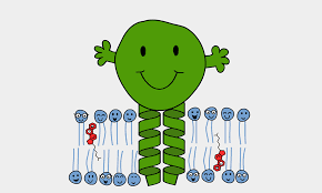 <ul><li><p>YES!</p></li><li><p>proteins</p></li></ul>