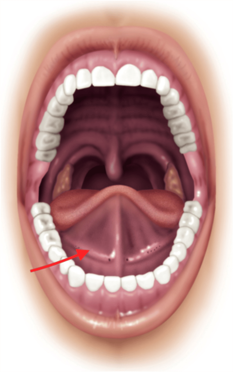 <p>Are located beneath the tongue, superior to the sublingual glands in the anterior portion of the floor of the mouth. 10-12 ducts</p>