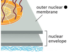 <p>the nuclear envelope</p>