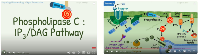 <p>it catalyses phospholipase C to produce inositol triphosphate (IP<sub>3</sub>) and diacylglycerol (DAG) -> IP<sub>3</sub> is a secondary messenger which leads to the release of intracellular Ca<sup>2+</sup> - important role in the action of many hormones -> DAG activates protein kinase C, which plays an important role in many different aspects of cell function</p><p></p><p>e.g. GPCR linked to Gαq – Histamine (H1) receptor</p><p>it is an allergic disease, e.g. hay fever, stimulation of histamine receptorson mast cells leads to release of inflammatory mediators</p>
