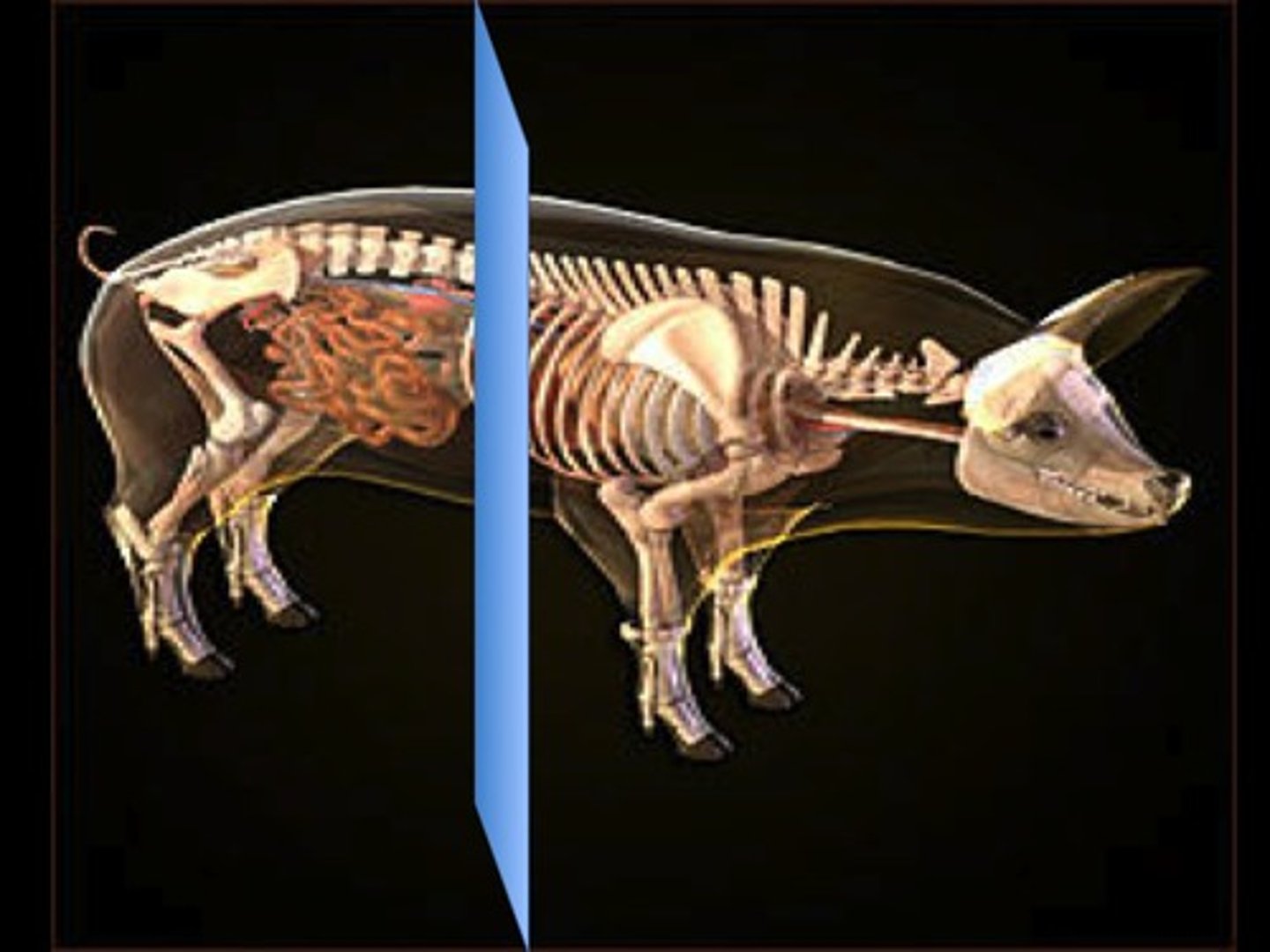 <p>The blue line separates the pig along this body plane.</p>