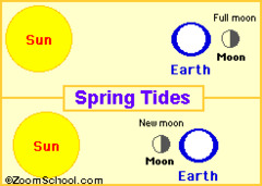 a tide just after a new or full moon when the sun and moon have the greatest gravitational pull on the sea resulting in higher high tides and lower low tides