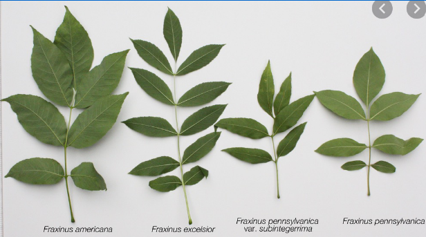 <p>Ash (<em>Fraxinus)</em></p>