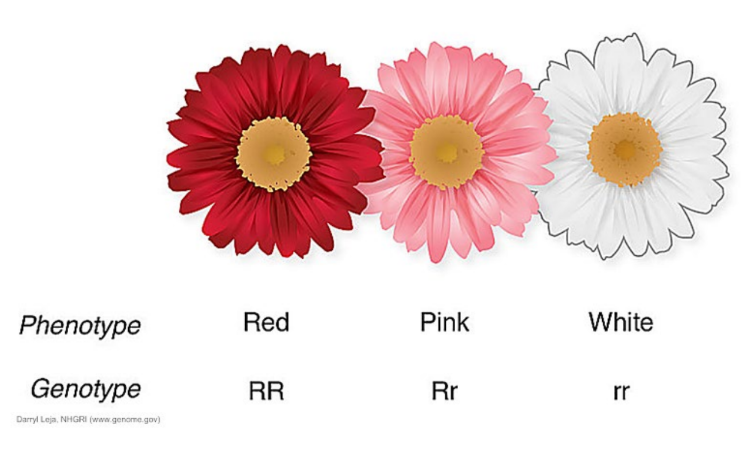 Hybrids/heterozygotes have an appearance that is intermediate or blended between the phenotypes of the parents.