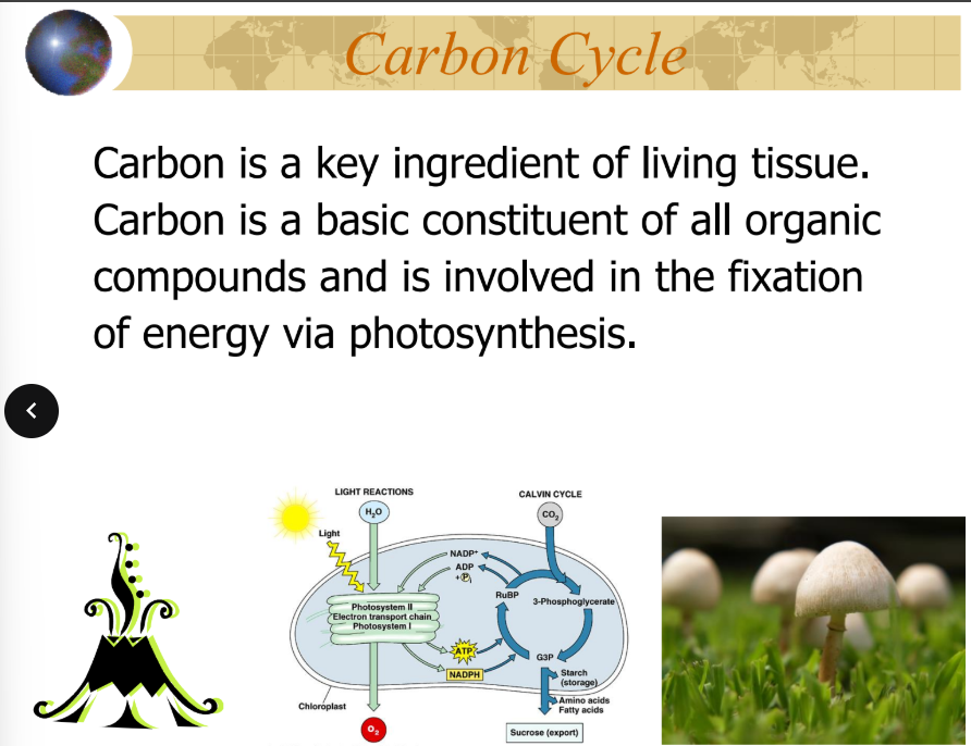 <p>carbon </p>
