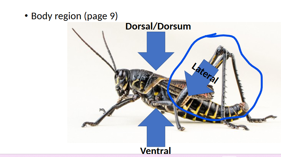 <p>Lateral</p>