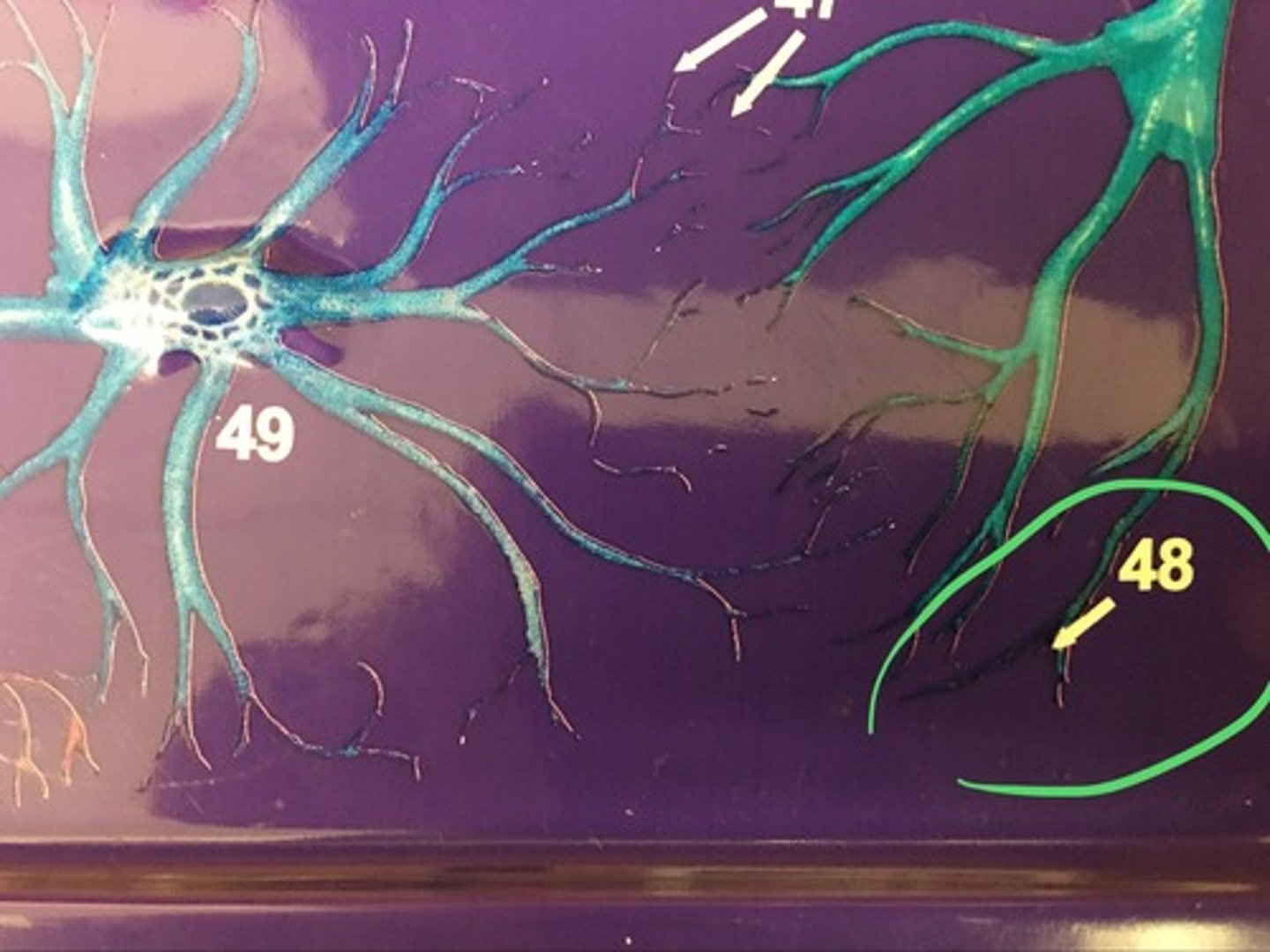 knowt flashcard image