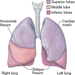 <p>The right lung has 3 lobes and is bigger, left has 2 lobes. </p>