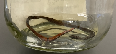 <p>Storeria occipitomaculata</p><p>Red-bellied snake</p><p>Not assessed</p><p>Family Colubridae</p><p>Small</p><p>Bright red bellies</p><p>Dorsal background can be grey, brown, or red</p><p>4 dark stripes are present dorsally and laterally</p><p>Small head</p><p>Under chin is white</p><p>If threatened may flatten its body to appear larger, expose its red belly or release an odours fluid from its cloaca</p><p>Found in forests, fields, rocky areas</p><p>Eats inverterates</p><p>Ontarios smallest snake</p><p>Scales are keeled</p>