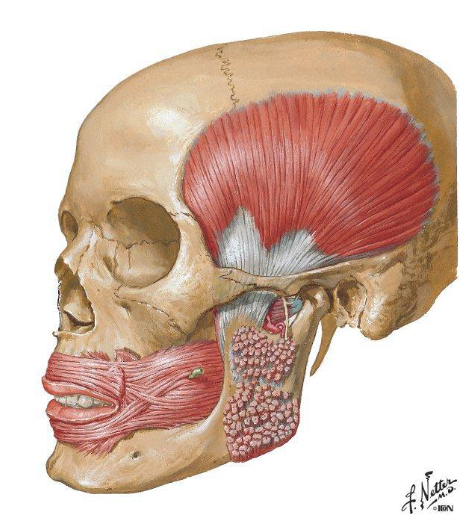 <ul><li><p>Formed most by<span> soft tissues</span></p></li><li><p><span>Lips – orbicularis oris</span></p></li><li><p><span>Cheeks – buccinator muscle forms the vestibule</span></p></li><li><p><span>Palatoglossal arches</span></p></li></ul><p></p>