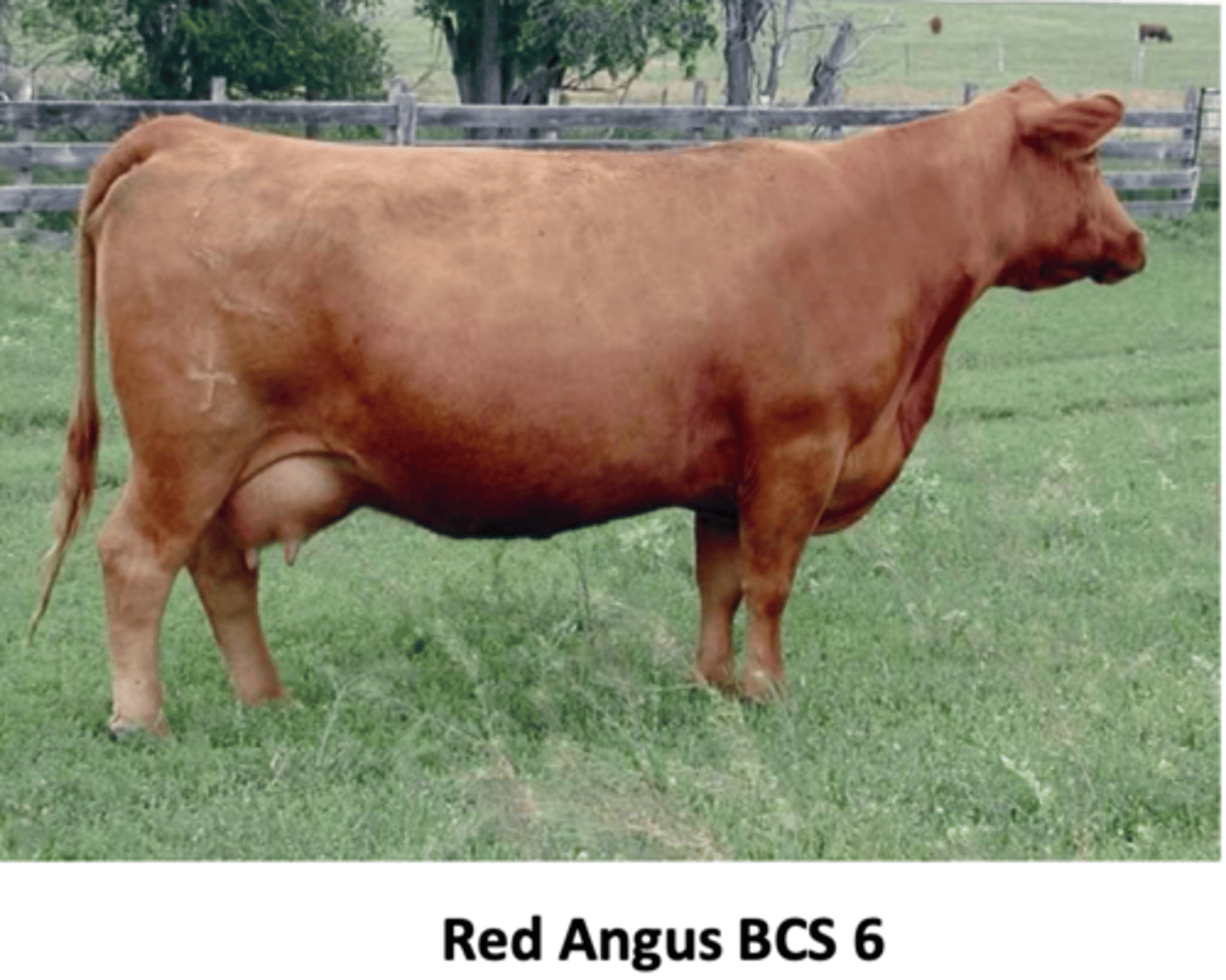 <p>what are some characteristics of beef cattle BCS</p>