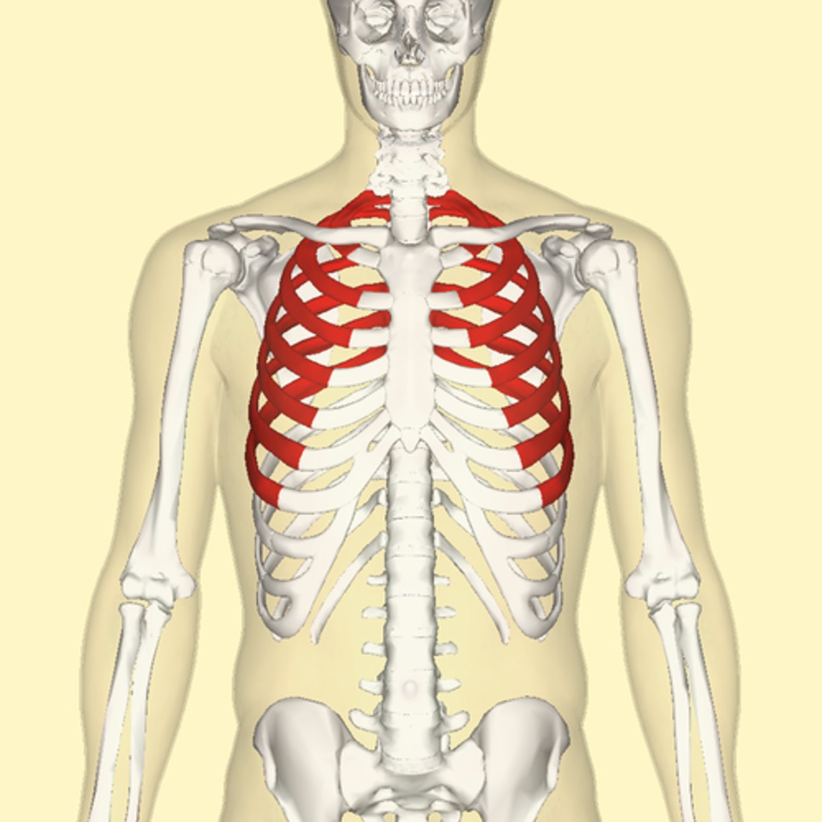 <p>first 7 pairs of ribs; attach directly to the sternum by costal cartilage. Ribs 1-7</p>