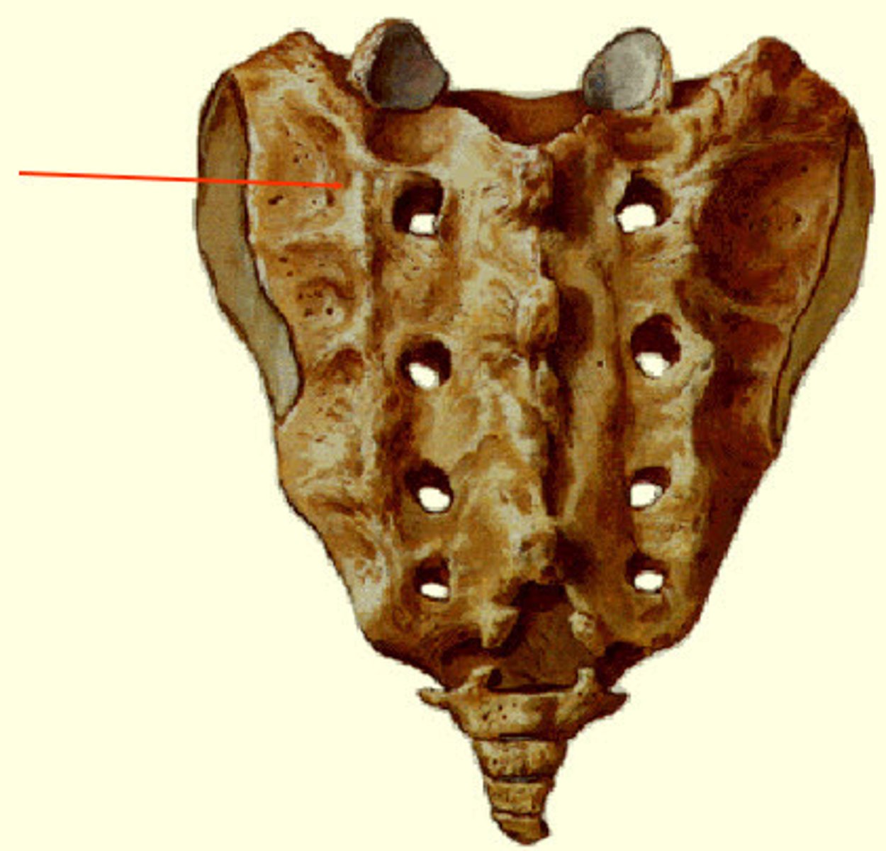 <p>(Indented portion along left and right sides)</p>