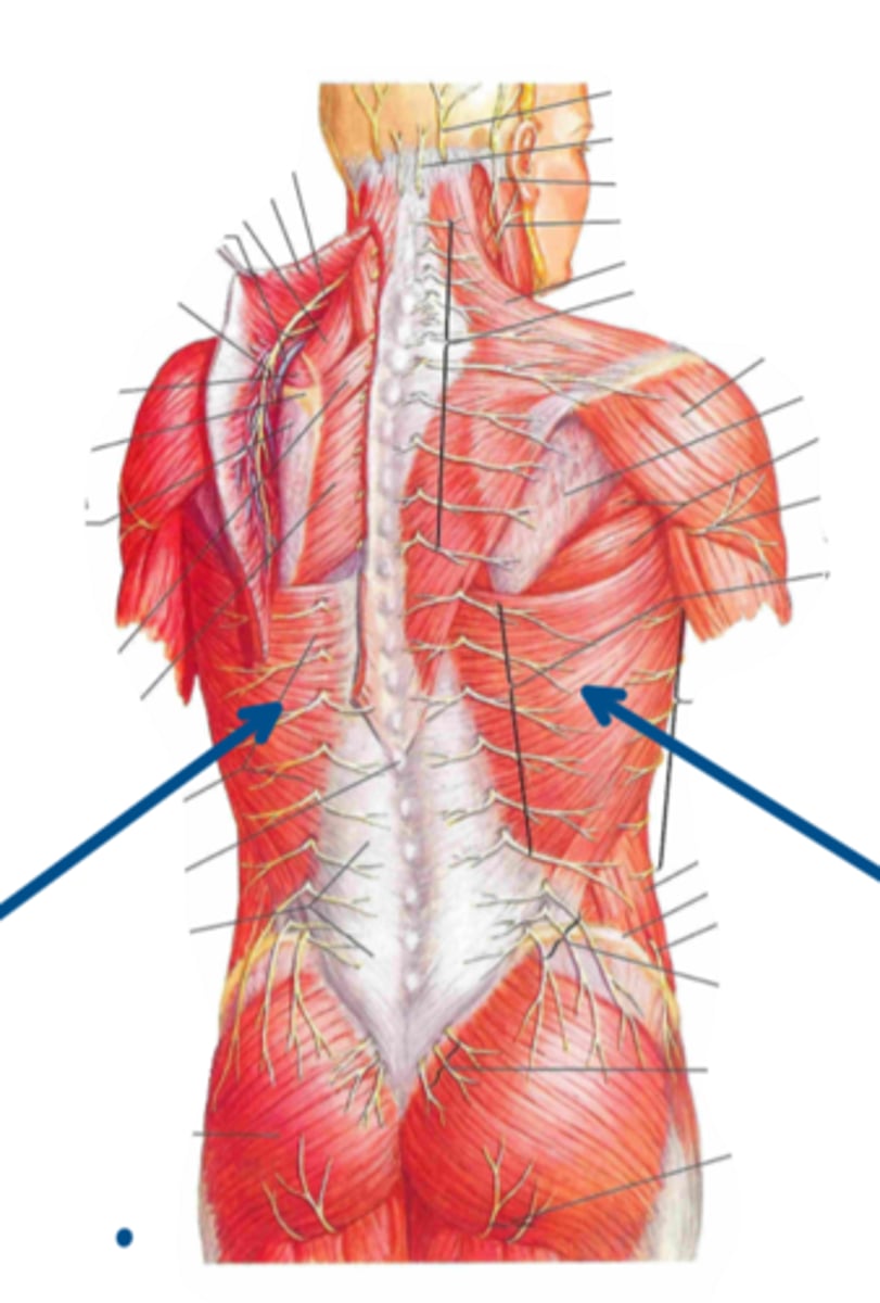 <p>Identify the innervation of the structure indicated by the arrow</p>