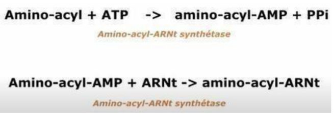 <p>activation de la&nbsp;méthionine :&nbsp;l’amino-acyl ARNt synthétase (enzyme) accroche la&nbsp;méthionine à un ARNt initiateur</p><ol><li><p>enzyme utilise de l’ATP pour transformer l’AA d’abord en une molécule intermédiaire : amino-acyl-AMP (libère donc 2 pyrophosphates)</p></li><li><p>accroche l’acide aminé activé (amino-acyl) à l’extrémité 3’ de l’ARNt.</p></li></ol><p>→ molécule prête à l’emploi : l’amino-acyl-ARNt (acide aminé fixé à son ARNt prêt à participer à la traduction)</p><p></p>