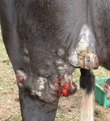 <p>What type of sarcoid is shown?</p>