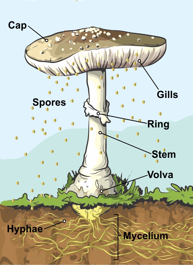 <p>ring-like or collar-like structure sometimes found on the stipe of some species of mushrooms</p>