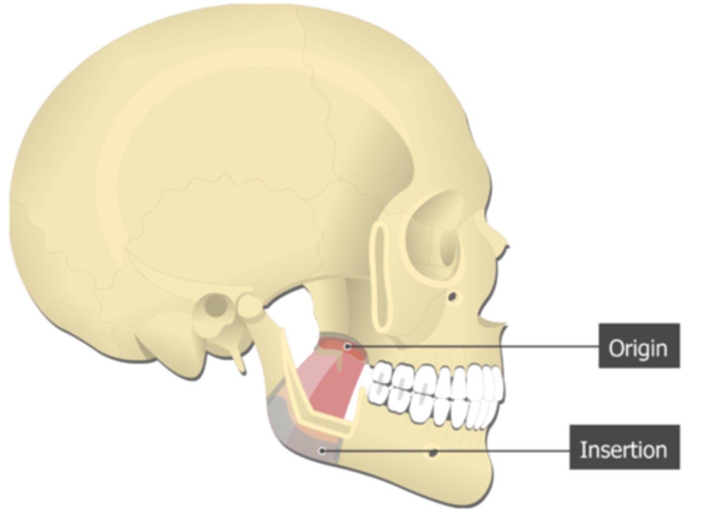 <p>lateral pterygoid plate (medial surface) of sphenoid</p>