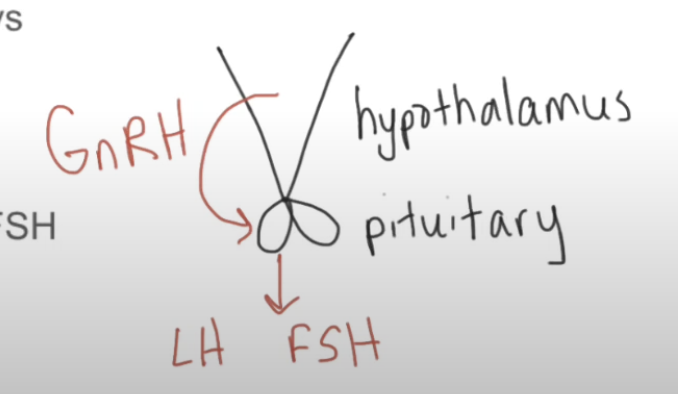 <p>How does the hypothalamus interpret hormonal info, eg during puberty?</p>