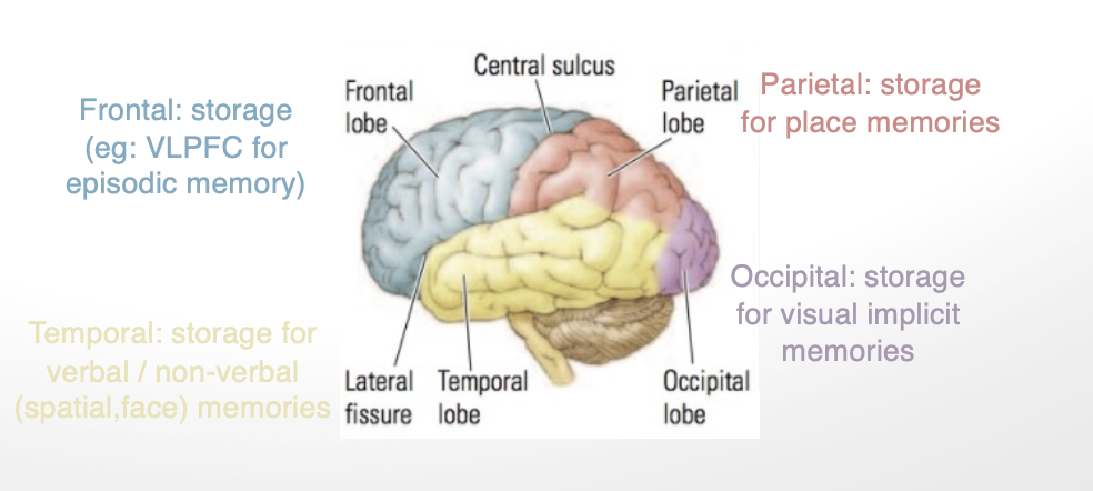 <ol><li><p><strong>frontal lobe:</strong> storage (ie. VLPFC for episodic memory)</p></li><li><p><strong>temporal</strong>: storage for <strong>verbal/nonverbal (</strong>spatial, face) memories</p></li><li><p><strong>parietal</strong>: storage for <strong>place memories</strong></p></li><li><p><strong>occipital</strong>: storage for visual implicit memories</p></li></ol><p></p>