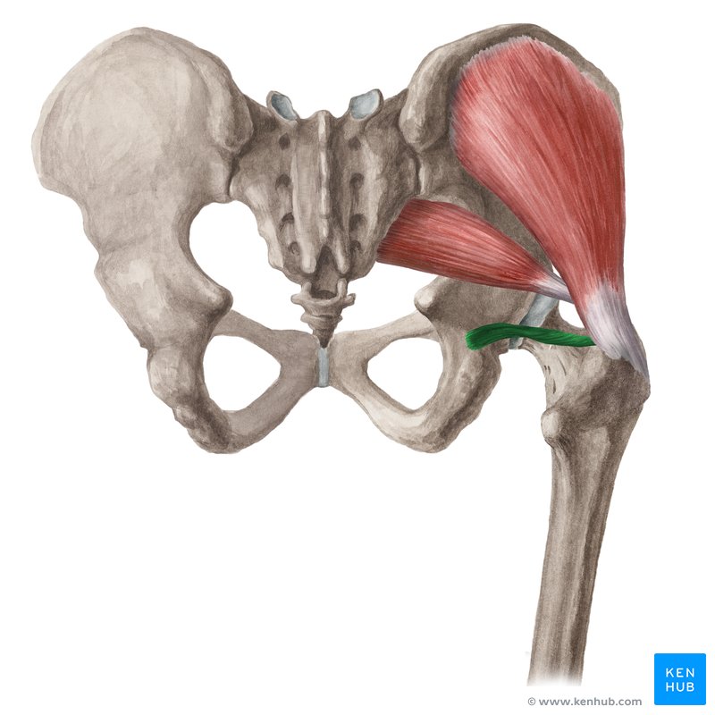 <p>Gemellus inferior insertion</p>