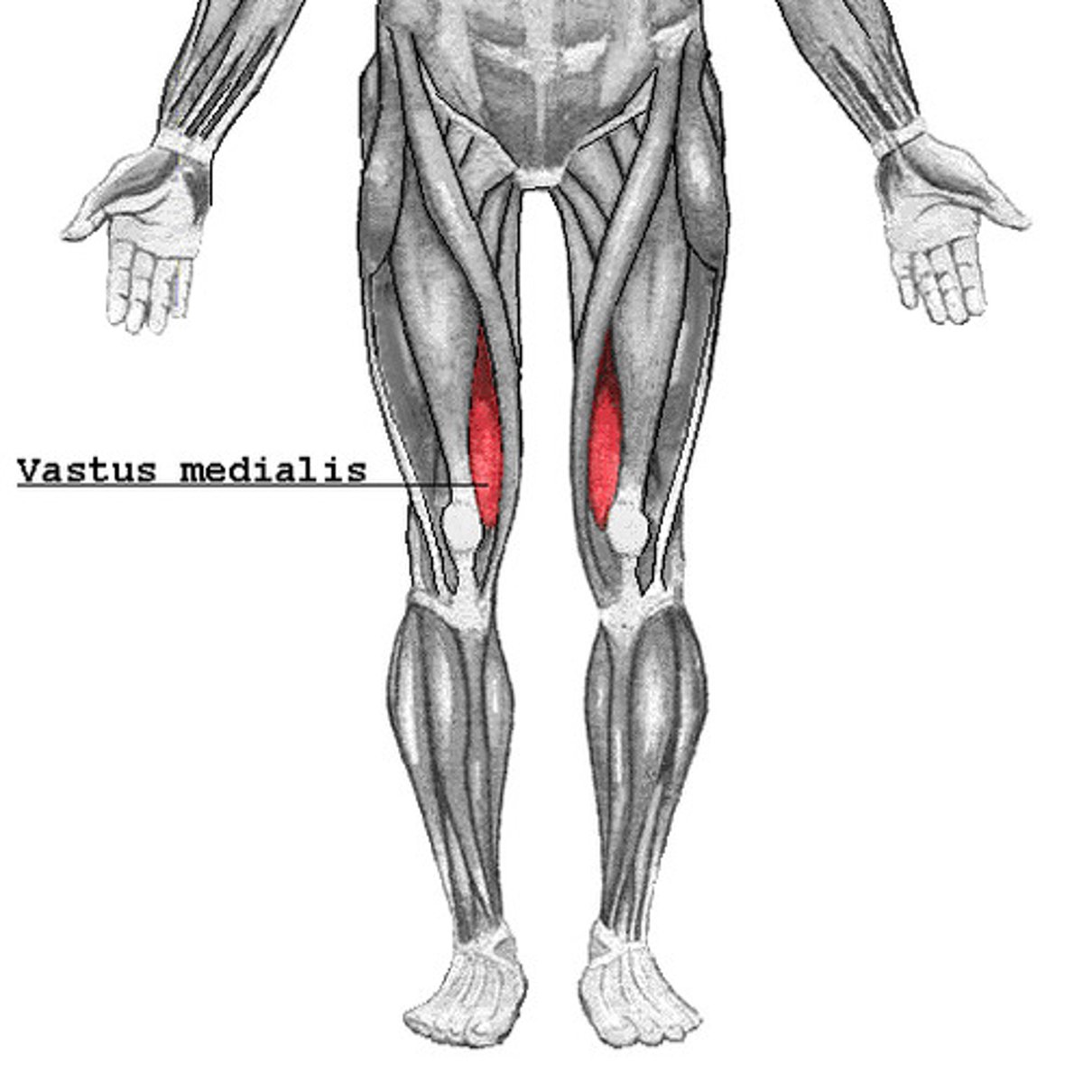 <p>a muscle toward the midline of the leg: extends the knee</p>
