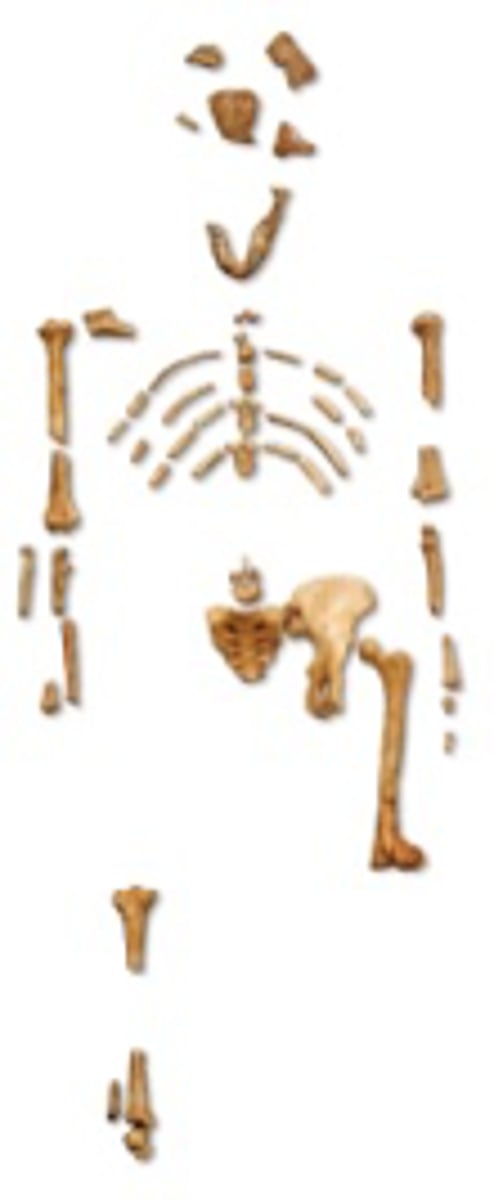 <p>- Short, broad pelvis</p><p>- Tilted femurs</p><p>- Sagittal Crest</p><p>- Likely lived in groups</p>
