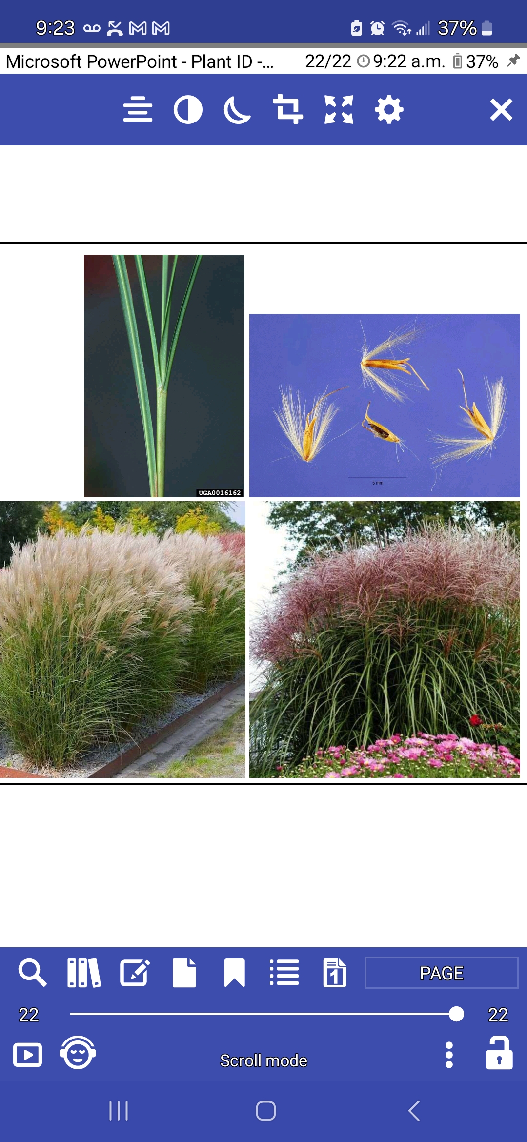 <p>Miscanthus Sinensis, Poaceae</p>