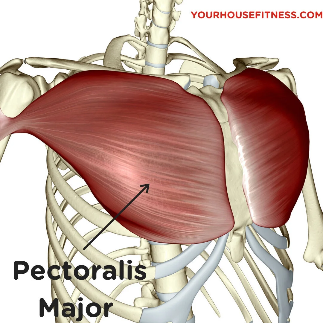 <p><span><strong>Pectoralis major</strong></span></p>